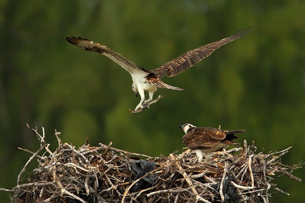 Orlovec říční (Pandion haliaetus), Orlovec říční (Pandion haliaetus) Osprey, Autor: Ondřej Prosický | NaturePhoto.cz, Model: Canon EOS-1D Mark III, Objektiv: Canon EF 500mm f/4 L IS USM, Ohnisková vzdálenost (EQ35mm): 910 mm, stativ Gitzo, Clona: 8.0, Doba expozice: 1/640 s, ISO: 320, Kompenzace expozice: -1, Blesk: Ne, Vytvořeno: 13. ledna 2011 16:20:02, Caye Caulker (Belize) 