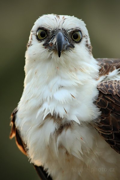 Orlovec říční (Pandion haliaetus), Orlovec říční (Pandion haliaetus) Osprey, Autor: Ondřej Prosický | NaturePhoto.cz, Model: Canon EOS 5D Mark II, Objektiv: Canon EF 500mm f/4 L IS USM, Ohnisková vzdálenost (EQ35mm): 700 mm, stativ Gitzo, Clona: 8.0, Doba expozice: 1/160 s, ISO: 1000, Kompenzace expozice: 0, Blesk: Ne, Vytvořeno: 15. ledna 2011 7:06:30, Caye Caulker (Belize) 