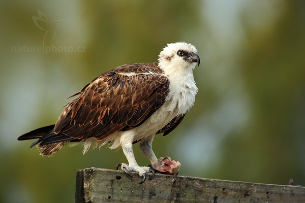 Orlovec říční (Pandion haliaetus), Orlovec říční (Pandion haliaetus) Osprey, Autor: Ondřej Prosický | NaturePhoto.cz, Model: Canon EOS 5D Mark II, Objektiv: Canon EF 500mm f/4 L IS USM, Ohnisková vzdálenost (EQ35mm): 700 mm, stativ Gitzo, Clona: 8.0, Doba expozice: 1/160 s, ISO: 400, Kompenzace expozice: 0, Blesk: Ne, Vytvořeno: 15. ledna 2011 7:19:59, Caye Caulker (Belize)