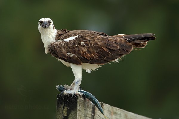 Orlovec říční (Pandion haliaetus), Orlovec říční (Pandion haliaetus) Osprey, Autor: Ondřej Prosický | NaturePhoto.cz, Model: Canon EOS-1D Mark III, Objektiv: Canon EF 500mm f/4 L IS USM, Ohnisková vzdálenost (EQ35mm): 910 mm, stativ Gitzo, Clona: 5.6, Doba expozice: 1/640 s, ISO: 250, Kompenzace expozice: -2/3, Blesk: Ne, Vytvořeno: 13. ledna 2011 15:53:14, Caye Caulker (Belize) 