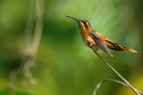 Kolibřík pruhoocasý (Threnetes ruckeri), Kolibřík pruhoocasý (Threnetes ruckeri) Band-tailed Barbthroat, Autor: Ondřej Prosický | NaturePhoto.cz, Model: Canon EOS-1D Mark III, Objektiv: Canon EF 500mm f/4 L IS USM + TC Canon 1.4x, Ohnisková vzdálenost (EQ35mm): 910 mm, stativ Gitzo, Clona: 5.6, Doba expozice: 1/200 s, ISO: 800, Kompenzace expozice: -1/3, Blesk: Ano, Vytvořeno: 10. ledna 2011 9:54:50, Punta Corda (Belize)