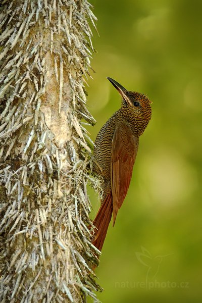 Klouzálek příčkovaný (Dendrocolaptes sanctithomae), Klouzálek příčkovaný (Dendrocolaptes sanctithomae) Northern Barred Woodcreeper, Autor: Ondřej Prosický | NaturePhoto.cz, Model: Canon EOS-1D Mark III, Objektiv: Canon EF 500mm f/4 L IS USM, Ohnisková vzdálenost (EQ35mm): 650 mm, stativ Gitzo, Clona: 6.3, Doba expozice: 1/200 s, ISO: 500, Kompenzace expozice: -2/3, Blesk: Ano, Vytvořeno: 8. ledna 2011 16:10:17, Parque Nacional Tikal, El Petén (Guatemala)