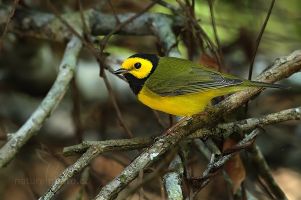 Lesňáček kápový (Wilsonia citrina), Lesňáček kápový (Wilsonia citrina) Hooded Warbler, Autor: Ondřej Prosický | NaturePhoto.cz, Model: Canon EOS-1D Mark III, Objektiv: Canon EF 500mm f/4 L IS USM, Ohnisková vzdálenost (EQ35mm): 650 mm, stativ Gitzo, Clona: 6.3, Doba expozice: 1/160 s, ISO: 500, Kompenzace expozice: -2/3, Blesk: Ano, Vytvořeno: 8. ledna 2011 22:08:29, Parque Nacional Tikal, El Petén (Guatemala) 