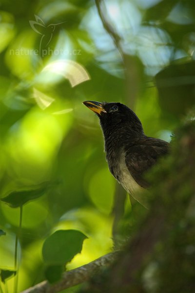 Sojka hnědá (Cyanocorax morio), Sojka hnědá (Cyanocorax morio) Brown Jay, Autor: Ondřej Prosický | NaturePhoto.cz, Model: Canon EOS-1D Mark III, Objektiv: Canon EF 500mm f/4 L IS USM + TC Canon 1.4x, Ohnisková vzdálenost (EQ35mm): 910 mm, stativ Gitzo, Clona: 5.6, Doba expozice: 1/200 s, ISO: 1000, Kompenzace expozice: -1/3, Blesk: Ano, Vytvořeno: 8. ledna 2011 10:25:43, Parque Nacional Tikal, El Petén (Guatemala)