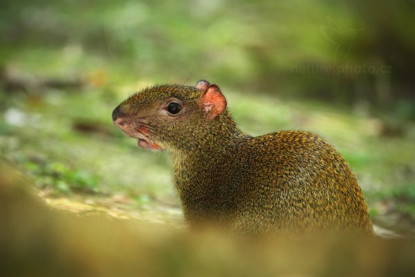 Aguti středoamerický (Dasyprocta punctata), Aguti středoamerický (Dasyprocta punctata) Agoutii, Autor: Ondřej Prosický | NaturePhoto.cz, Model: Canon EOS-1D Mark III, Objektiv: Canon EF 500mm f/4 L IS USM + TC Canon 1.4x, Ohnisková vzdálenost (EQ35mm): 910 mm, stativ Gitzo, Clona: 5.6, Doba expozice: 1/160 s, ISO: 1000, Kompenzace expozice: -2/3, Blesk: Ne, Vytvořeno: 8. ledna 2011 10:01:48, Parque Nacional Tikal, El Petén (Guatemala)