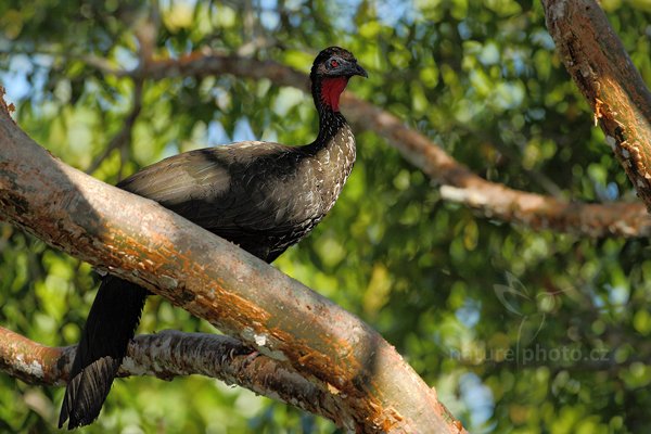 Guan chocholatý (Penelope purpurascens), Guan chocholatý (Penelope purpurascens) Crested Guan, Autor: Ondřej Prosický | NaturePhoto.cz, Model: Canon EOS-1D Mark III, Objektiv: Canon EF 500mm f/4 L IS USM, Ohnisková vzdálenost (EQ35mm): 650 mm, stativ Gitzo, Clona: 4.5, Doba expozice: 1/1250 s, ISO: 640, Kompenzace expozice: -2/3, Blesk: Ano, Vytvořeno: 8. ledna 2011 22:52:38, Parque Nacional Tikal, El Petén (Guatemala)