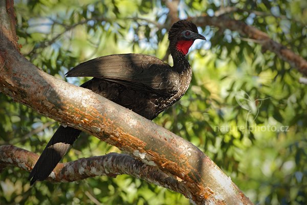 Guan chocholatý (Penelope purpurascens), Guan chocholatý (Penelope purpurascens) Crested Guan, Autor: Ondřej Prosický | NaturePhoto.cz, Model: Canon EOS-1D Mark III, Objektiv: Canon EF 500mm f/4 L IS USM, Ohnisková vzdálenost (EQ35mm): 650 mm, stativ Gitzo, Clona: 6.3, Doba expozice: 1/800 s, ISO: 640, Kompenzace expozice: -2/3, Blesk: Ano, Vytvořeno: 8. ledna 2011 22:52:14, Parque Nacional Tikal, El Petén (Guatemala)