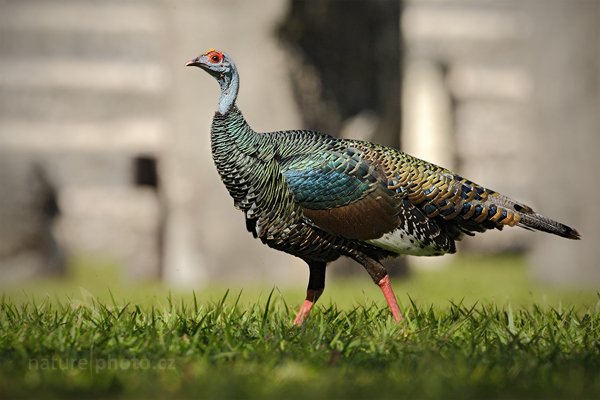 Krocan paví (Meleagris ocellata), Krocan paví (Meleagris ocellata) Ocellated Turkey, Autor: Ondřej Prosický | NaturePhoto.cz, Model: Canon EOS-1D Mark III, Objektiv: Canon EF 500mm f/4 L IS USM, Ohnisková vzdálenost (EQ35mm): 650 mm, stativ Gitzo, Clona: 8.0, Doba expozice: 1/1600 s, ISO: 500, Kompenzace expozice: -2/3, Blesk: Ne, Vytvořeno: 8. ledna 2011 15:10:50, Parque Nacional Tikal, El Petén (Guatemala) 