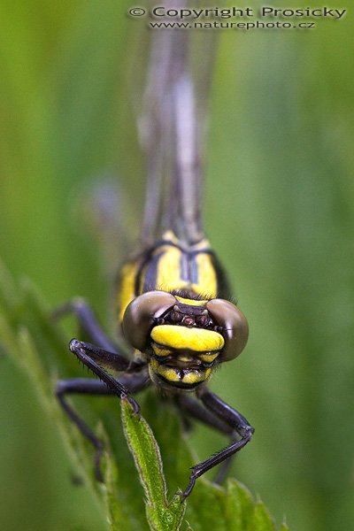 Klínatka obecná (Gomphus vulgatissimus),, Klínatka obecná (Gomphus vulgatissimus), Autor: Ondřej Prosický, Model aparátu: Canon EOS 300D DIGITAL, Objektiv: Canon EF 100mm f/2.8 Macro USM, Ohnisková vzdálenost: 100.00 mm, fotografováno z ruky, Clona: 6.30, Doba expozice: 1/125 s, ISO: 400, Vyvážení expozice: -0.63, Blesk: Ne, Vytvořeno: 8. května 2005 14:59:40, u Berounky, LEty u Dobřichovic (ČR) 