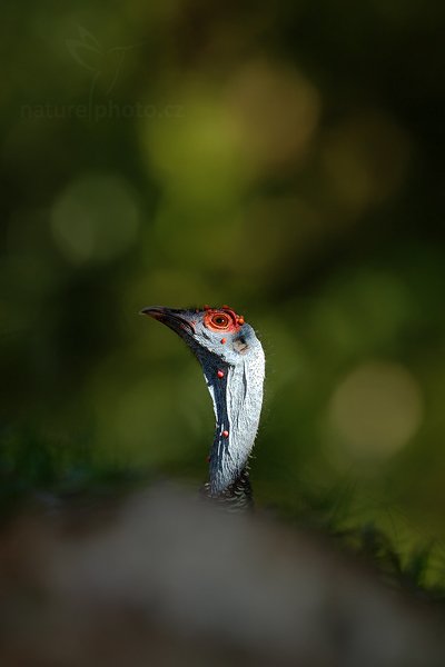 Krocan paví (Meleagris ocellata), Krocan paví (Meleagris ocellata) Ocellated Turkey, Autor: Ondřej Prosický | NaturePhoto.cz, Model: Canon EOS-1D Mark III, Objektiv: Canon EF 500mm f/4 L IS USM, Ohnisková vzdálenost (EQ35mm): 650 mm, stativ Gitzo, Clona: 8.0, Doba expozice: 1/400 s, ISO: 500, Kompenzace expozice: -1, Blesk: Ne, Vytvořeno: 8. ledna 2011 15:35:01, Parque Nacional Tikal, El Petén (Guatemala)