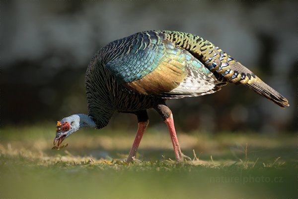 Krocan paví (Meleagris ocellata), Krocan paví (Meleagris ocellata) Ocellated Turkey, Autor: Ondřej Prosický | NaturePhoto.cz, Model: Canon EOS-1D Mark III, Objektiv: Canon EF 500mm f/4 L IS USM, Ohnisková vzdálenost (EQ35mm): 650 mm, stativ Gitzo, Clona: 6.3, Doba expozice: 1/320 s, ISO: 320, Kompenzace expozice: -2/3, Blesk: Ne, Vytvořeno: 8. ledna 2011 15:00:17, Parque Nacional Tikal, El Petén (Guatemala)