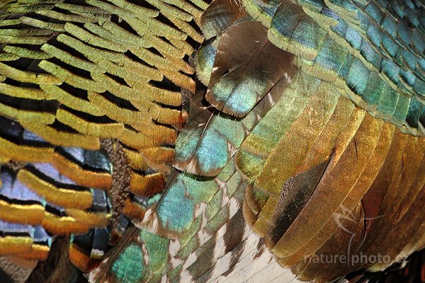 Krocan paví (Meleagris ocellata), Krocan paví (Meleagris ocellata) Ocellated Turkey, Autor: Ondřej Prosický | NaturePhoto.cz, Model: Canon EOS-1D Mark III, Objektiv: Canon EF 500mm f/4 L IS USM, Ohnisková vzdálenost (EQ35mm): 650 mm, stativ Gitzo, Clona: 7.1, Doba expozice: 1/1600 s, ISO: 320, Kompenzace expozice: -2/3, Blesk: Ano, Vytvořeno: 8. ledna 2011 15:01:28, Parque Nacional Tikal, El Petén (Guatemala) 