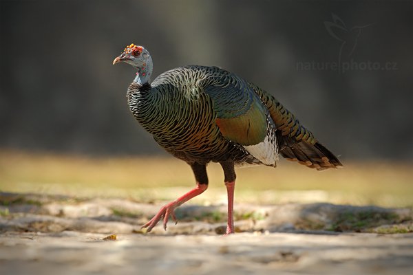 Krocan paví (Meleagris ocellata), Krocan paví (Meleagris ocellata) Ocellated Turkey, Autor: Ondřej Prosický | NaturePhoto.cz, Model: Canon EOS-1D Mark III, Objektiv: Canon EF 500mm f/4 L IS USM, Ohnisková vzdálenost (EQ35mm): 650 mm, stativ Gitzo, Clona: 7.1, Doba expozice: 1/320 s, ISO: 320, Kompenzace expozice: -1/3, Blesk: Ne, Vytvořeno: 8. ledna 2011 14:51:56, Parque Nacional Tikal, El Petén (Guatemala)