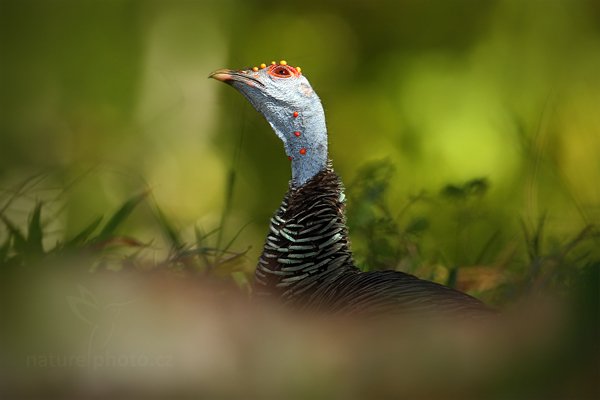 Krocan paví (Meleagris ocellata), Krocan paví (Meleagris ocellata) Ocellated Turkey, Autor: Ondřej Prosický | NaturePhoto.cz, Model: Canon EOS-1D Mark III, Objektiv: Canon EF 500mm f/4 L IS USM, Ohnisková vzdálenost (EQ35mm): 650 mm, stativ Gitzo, Clona: 8.0, Doba expozice: 1/500 s, ISO: 500, Kompenzace expozice: -1, Blesk: Ano, Vytvořeno: 8. ledna 2011 15:34:22, Parque Nacional Tikal, El Petén (Guatemala)