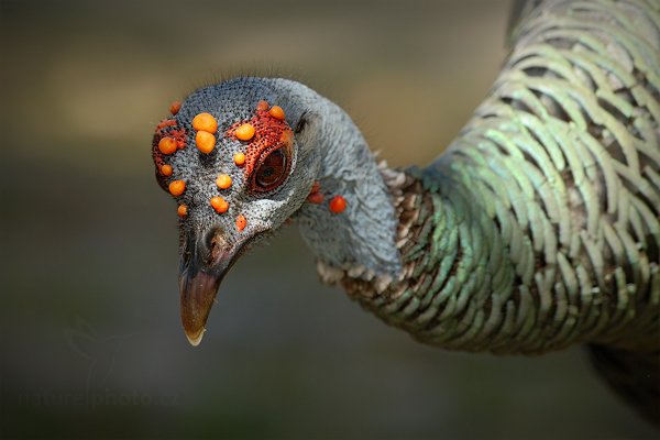 Krocan paví (Meleagris ocellata), Krocan paví (Meleagris ocellata) Ocellated Turkey, Autor: Ondřej Prosický | NaturePhoto.cz, Model: Canon EOS-1D Mark III, Objektiv: Canon EF 500mm f/4 L IS USM, Ohnisková vzdálenost (EQ35mm): 650 mm, stativ Gitzo, Clona: 8.0, Doba expozice: 1/500 s, ISO: 500, Kompenzace expozice: -2/3, Blesk: Ano, Vytvořeno: 8. ledna 2011 15:06:47, Parque Nacional Tikal, El Petén (Guatemala)