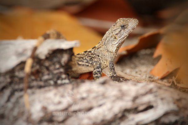 zatím neurčeno, zatím neurčeno, Autor: Ondřej Prosický | NaturePhoto.cz, Model: Canon EOS-1D Mark III, Objektiv: Canon EF 500mm f/4 L IS USM, Ohnisková vzdálenost (EQ35mm): 910 mm, stativ Gitzo, Clona: 5.6, Doba expozice: 1/250 s, ISO: 200, Kompenzace expozice: +1/3, Blesk: Ano, Vytvořeno: 14. ledna 2011 20:31:56, Caye Caulker (Belize) 