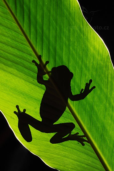 Rosnička bradavčitá (Phrynohyas venulosa), Rosnička bradavčitá (Phrynohyas venulosa) Pepper Treefrog, Autor: Ondřej Prosický | NaturePhoto.cz, Model: Canon EOS 5D Mark II, Objektiv: Canon EF 100mm f/2.8 L USM, Ohnisková vzdálenost (EQ35mm): 100 mm, stativ Gitzo, Clona: 10, Doba expozice: 1/50 s, ISO: 200, Kompenzace expozice: 0, Blesk: Ano, Vytvořeno: 8. ledna 2011 22:19:11, San Ignacio (Belize)