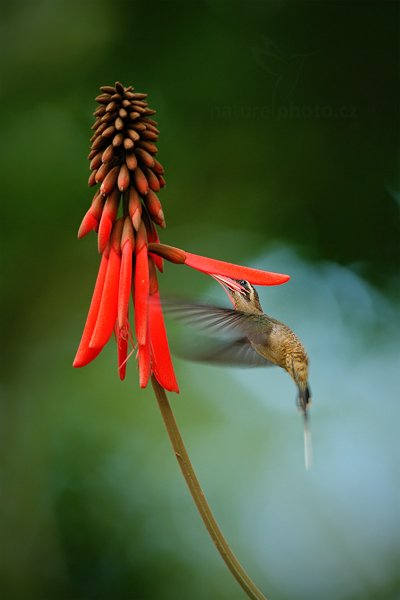 Kolibřík západní (Long-billed Hermit), Kolibřík západní (Long-billed Hermit) Phaethornis longirostris, Autor: Ondřej Prosický | NaturePhoto.cz, Model: Canon EOS-1D Mark III, Objektiv: Canon EF 500mm f/4 L IS USM, Ohnisková vzdálenost (EQ35mm): 650 mm, stativ Gitzo, Clona: 5.0, Doba expozice: 1/200 s, ISO: 1000, Kompenzace expozice: 0, Blesk: Ano, Vytvořeno: 12. ledna 2011 18:19:34, Punta Corda (Belize) 