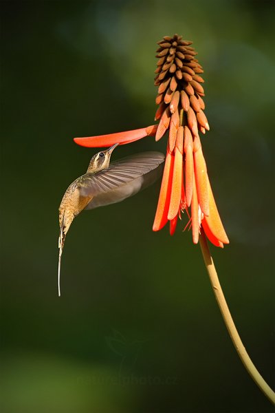 Kolibřík západní (Long-billed Hermit), Kolibřík západní (Long-billed Hermit) Phaethornis longirostris, Autor: Ondřej Prosický | NaturePhoto.cz, Model: Canon EOS-1D Mark III, Objektiv: Canon EF 500mm f/4 L IS USM, Ohnisková vzdálenost (EQ35mm): 650 mm, stativ Gitzo, Clona: 5.0, Doba expozice: 1/250 s, ISO: 800, Kompenzace expozice: -1/3, Blesk: Ne, Vytvořeno: 11. ledna 2011 17:41:46, Punta Corda (Belize)  