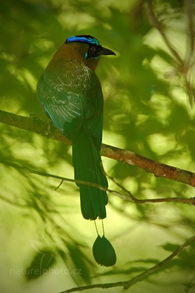 Momot černolící (Momotus momota), Momot černolící (Momotus momota) Blue-crowned Motmot, Autor: Ondřej Prosický | NaturePhoto.cz, Model: Canon EOS-1D Mark III, Objektiv: Canon EF 500mm f/4 L IS USM + TC Canon 1.4x, Ohnisková vzdálenost (EQ35mm): 910 mm, stativ Gitzo, Clona: 5.6, Doba expozice: 1/400 s, ISO: 1000, Kompenzace expozice: -2/3, Blesk: Ano, Vytvořeno: 8. ledna 2011 10:47:48, Parque Nacional Tikal, El Petén (Guatemala)