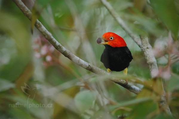 Pipulka červenohlavá (Pipra mentalis), Pipulka červenohlavá (Pipra mentalis) Red-capped Manakin, Autor: Ondřej Prosický | NaturePhoto.cz, Model: Canon EOS-1D Mark III, Objektiv: Canon EF 500mm f/4 L IS USM, + TC Canon 1.4x Ohnisková vzdálenost (EQ35mm): 910 mm, stativ Gitzo, Clona: 5.6, Doba expozice: 1/200 s, ISO: 1600, Kompenzace expozice: 0, Blesk: Ano, Vytvořeno: 11. ledna 2011 16:55:03, Punta Corda (Belize) 