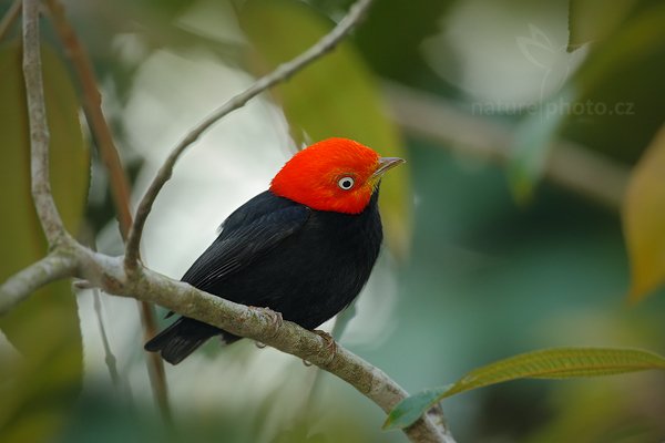 Pipulka červenohlavá (Pipra mentalis), Pipulka červenohlavá (Pipra mentalis) Red-capped Manakin, Autor: Ondřej Prosický | NaturePhoto.cz, Model: Canon EOS-1D Mark III, Objektiv: Canon EF 500mm f/4 L IS USM + TC Canon 1.4x, Ohnisková vzdálenost (EQ35mm): 910 mm, stativ Gitzo, Clona: 7.1, Doba expozice: 1/100 s, ISO: 800, Kompenzace expozice: 0, Blesk: Ano, Vytvořeno: 10. ledna 2011 15:37:40, Punta Corda (Belize) 