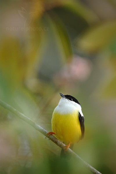 Pipulka bělolímcová (Manacus candei), Pipulka bělolímcová (Manacus candei) White-collared Manakin, Autor: Ondřej Prosický | NaturePhoto.cz, Model: Canon EOS-1D Mark III, Objektiv: Canon EF 500mm f/4 L IS USM, Ohnisková vzdálenost (EQ35mm): 650 mm, stativ Gitzo, Clona: 4.5, Doba expozice: 1/200 s, ISO: 1000, Kompenzace expozice: 0, Blesk: Ano, Vytvořeno: 10. ledna 2011 8:51:48, Punta Corda (Belize) 