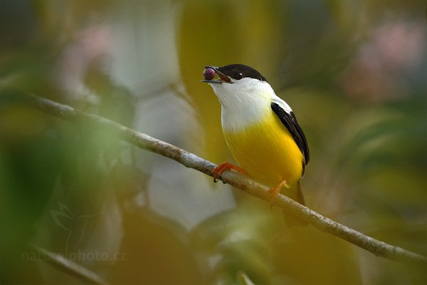 Pipulka bělolímcová (Manacus candei), Pipulka bělolímcová (Manacus candei) White-collared Manakin, Autor: Ondřej Prosický | NaturePhoto.cz, Model: Canon EOS-1D Mark III, Objektiv: Canon EF 500mm f/4 L IS USM, Ohnisková vzdálenost (EQ35mm): 650 mm, stativ Gitzo, Clona: 4.5, Doba expozice: 1/250 s, ISO: 1250, Kompenzace expozice: 0, Blesk: Ano, Vytvořeno: 10. ledna 2011 8:51:13, Punta Corda (Belize)