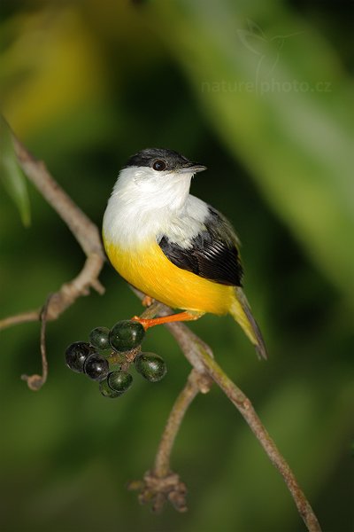 Pipulka bělolímcová (Manacus candei), Pipulka bělolímcová (Manacus candei) White-collared Manakin, Autor: Ondřej Prosický | NaturePhoto.cz, Model: Canon EOS-1D Mark III, Objektiv: Canon EF 500mm f/4 L IS USM, Ohnisková vzdálenost (EQ35mm): 650 mm, stativ Gitzo, Clona: 4.0, Doba expozice: 1/400 s, ISO: 1600, Kompenzace expozice: -2/3, Blesk: Ano, Vytvořeno: 7. ledna 2011 14:46:33, Punta Corda (Belize)