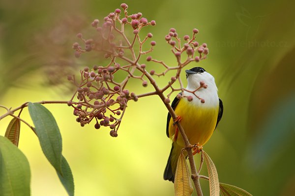 Pipulka bělolímcová (Manacus candei), Pipulka bělolímcová (Manacus candei) White-collared Manakin, Autor: Ondřej Prosický | NaturePhoto.cz, Model: Canon EOS-1D Mark III, Objektiv: Canon EF 500mm f/4 L IS USM + TC Canon 1.4x , Ohnisková vzdálenost (EQ35mm): 910 mm, stativ Gitzo, Clona: 6.3, Doba expozice: 1/320 s, ISO: 400, Kompenzace expozice: 0, Blesk: Ano, Vytvořeno: 11. ledna 2011 16:29:58, Punta Corda (Belize)