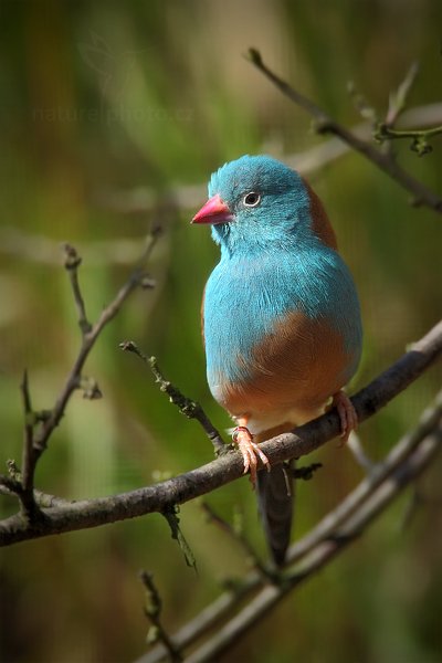 Motýlek modrohlavý (Uraeginthus cyanocephalus), Motýlek modrohlavý (Uraeginthus cyanocephalus) Blue-capped Cordon-bleu, Autor: Ondřej Prosický | NaturePhoto.cz, Model: Canon EOS 5D Mark II, Objektiv: Canon EF 500mm f/4 L IS USM, Ohnisková vzdálenost (EQ35mm): 700 mm, stativ Gitzo, Clona: 6.3, Doba expozice: 1/400 s, ISO: 400, Kompenzace expozice: -1/3, Blesk: Ne, Vytvořeno: 23. července 2011 9:33:48, ZOO Plzeň (Česko)