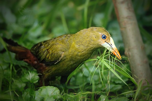 Vlhovec zelený (Psarocolius viridis), Vlhovec zelený (Psarocolius viridis) Green Oropendola, Autor: Ondřej Prosický | NaturePhoto.cz, Model: Canon EOS 5D Mark II, Objektiv: Canon EF 500mm f/4 L IS USM, Ohnisková vzdálenost (EQ35mm): 500 mm, stativ Gitzo, Clona: 4.5, Doba expozice: 1/1000 s, ISO: 1250, Kompenzace expozice: -2/3, Blesk: Ne, Vytvořeno: 30. července 2011 10:39:20, ZOO Zlín (Česko) 