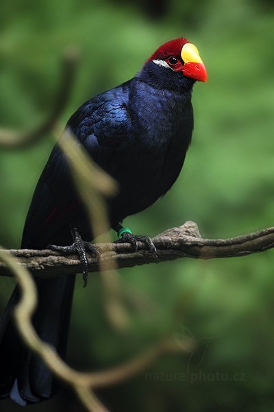 Banánovec obecný (Musophaga violacea), Turako fialový (Musophaga violacea) nebo také banánovec obecný, Violet Turaco, Autor: Ondřej Prosický | NaturePhoto.cz, Model: Canon EOS 5D Mark II, Objektiv: Canon EF 500mm f/4 L IS USM, Ohnisková vzdálenost (EQ35mm): 500 mm, stativ Gitzo, Clona: 4.5, Doba expozice: 1/125 s, ISO: 400, Kompenzace expozice: -1, Blesk: Ne, Vytvořeno: 30. července 2011 13:26:27, ZOO Zlín (Česko) 