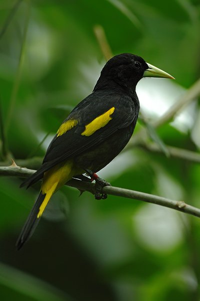 Vlhovec žlutokostřecový (Cacicus cela), Vlhovec žlutokostřecový (Cacicus cela) Yellow-rumped Cacique, Autor: Ondřej Prosický | NaturePhoto.cz, Model: Canon EOS 5D Mark II, Objektiv: Canon EF 500mm f/4 L IS USM, Ohnisková vzdálenost (EQ35mm): 500 mm, stativ Gitzo, Clona: 4.5, Doba expozice: 1/250 s, ISO: 1250, Kompenzace expozice: -2/3, Blesk: Ne, Vytvořeno: 30. července 2011 10:09:56, ZOO Zlín (Česko) 