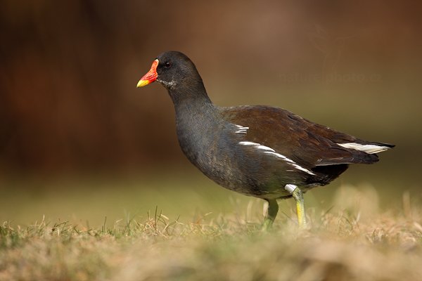 Slípka žlutonohá (Porphyrio martinicus), Slípka žlutonohá (Porphyrio martinicus) Common Moorhen, Autor: Ondřej Prosický | NaturePhoto.cz, Model: Canon EOS 5D Mark II, Objektiv: Canon EF 500mm f/4 L IS USM, Ohnisková vzdálenost (EQ35mm): 500 mm, stativ Gitzo, Clona: 4.5, Doba expozice: 1/1250 s, ISO: 640, Kompenzace expozice: 0, Blesk: Ne, Vytvořeno: 5. března 2011 6:18:30, Praha - Troja (Česko)  