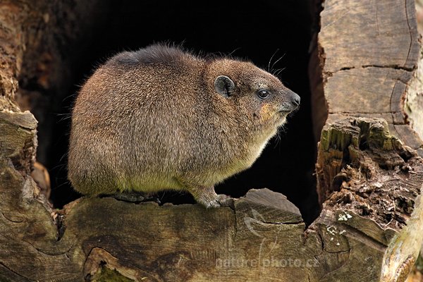 Daman skalní (Procavia capensis), Daman skalní (Procavia capensis) Rock Hyrax, Autor: Ondřej Prosický | NaturePhoto.cz, Model: Canon EOS 5D Mark II, Objektiv: Canon EF 500mm f/4 L IS USM, Ohnisková vzdálenost (EQ35mm): 500 mm, stativ Gitzo, Clona: 7.1, Doba expozice: 1/125 s, ISO: 1250, Kompenzace expozice: -1, Blesk: Ne, Vytvořeno: 30. července 2011 13:06:10, ZOO Zlín (Česko)