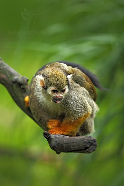 Kotul veverovitý (Saimiri sciureus), Kotul veverovitý (Saimiri sciureus) Common Squirrel Monkey, Autor: Ondřej Prosický | NaturePhoto.cz, Model: Canon EOS 5D Mark II, Objektiv: Canon EF 500mm f/4 L IS USM, Ohnisková vzdálenost (EQ35mm): 500 mm, stativ Gitzo, Clona: 4.0, Doba expozice: 1/500 s, ISO: 400, Kompenzace expozice: -1/3, Blesk: Ne, Vytvořeno: 30. července 2011 10:56:06, ZOO Zlín (Česko) 