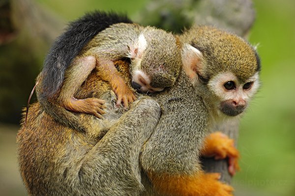 Kotul veverovitý (Saimiri sciureus), Kotul veverovitý (Saimiri sciureus) Common Squirrel Monkey, Autor: Ondřej Prosický | NaturePhoto.cz, Model: Canon EOS 5D Mark II, Objektiv: Canon EF 500mm f/4 L IS USM, Ohnisková vzdálenost (EQ35mm): 500 mm, stativ Gitzo, Clona: 5.0, Doba expozice: 1/320 s, ISO: 640, Kompenzace expozice: -1/3, Blesk: Ne, Vytvořeno: 30. července 2011 11:01:50, ZOO Zlín (Česko)