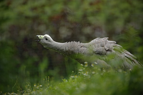 Husa kuří (Cereopsis novaehollandiae), Husa kuří (Cereopsis novaehollandiae) Cape Barren Goose, Autor: Ondřej Prosický | NaturePhoto.cz, Model: Canon EOS 5D Mark II, Objektiv: Canon EF 500mm f/4 L IS USM, Ohnisková vzdálenost (EQ35mm): 700 mm, stativ Gitzo, Clona: 5.6, Doba expozice: 1/200 s, ISO: 160, Kompenzace expozice: -1/3, Blesk: Ne, Vytvořeno: 23. července 2011 12:23:40, ZOO Plzeň (Česko)  