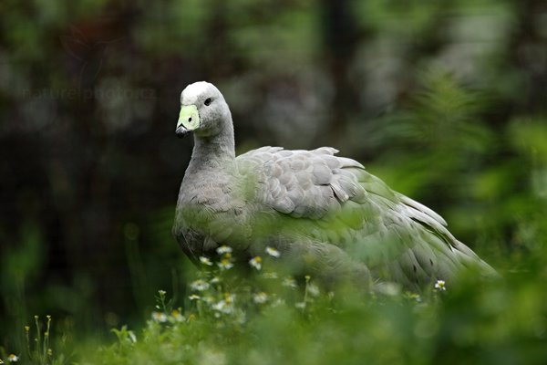 Husa kuří (Cereopsis novaehollandiae), Husa kuří (Cereopsis novaehollandiae) Cape Barren Goose, Autor: Ondřej Prosický | NaturePhoto.cz, Model: Canon EOS 5D Mark II, Objektiv: Canon EF 500mm f/4 L IS USM, Ohnisková vzdálenost (EQ35mm): 700 mm, stativ Gitzo, Clona: 5.6, Doba expozice: 1/400 s, ISO: 160, Kompenzace expozice: -1, Blesk: Ne, Vytvořeno: 23. července 2011 12:23:28, ZOO Plzeň (Česko)