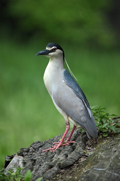 Kvakoš noční (Nycticorax nycticorax), Kvakoš noční (Nycticorax nycticorax) Night Heron, Autor: Ondřej Prosický | NaturePhoto.cz, Model: Canon EOS 5D Mark II, Objektiv: Canon EF 500mm f/4 L IS USM, Ohnisková vzdálenost (EQ35mm): 700 mm, stativ Gitzo, Clona: 5.6, Doba expozice: 1/800 s, ISO: 800, Kompenzace expozice: 0, Blesk: Ne, Vytvořeno: 22. května 2011 13:56:34, Praha - Troja (Česko) 