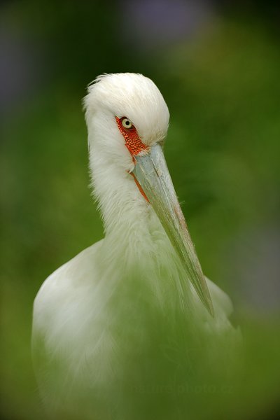 Čáp jihoamerický (Ciconia maguari), Čáp jihoamerický (Ciconia maguari) Maguari Stork, Autor: Ondřej Prosický | NaturePhoto.cz, Model: Canon EOS 5D Mark II, Objektiv: Canon EF 500mm f/4 L IS USM, Ohnisková vzdálenost (EQ35mm): 500 mm, stativ Gitzo, Clona: 5.0, Doba expozice: 1/1250 s, ISO: 640, Kompenzace expozice: +1/3, Blesk: Ne, Vytvořeno: 30. července 2011 11:14:26, ZOO Zlín (Česko)