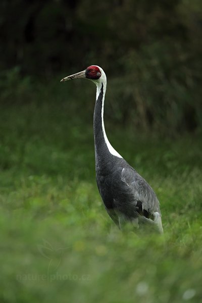 Jeřáb bělošíjí (Grus vipio), Jeřáb bělošíjí (Grus vipio) White-naped Crane, Autor: Ondřej Prosický | NaturePhoto.cz, Model: Canon EOS 5D Mark II, Objektiv: Canon EF 500mm f/4 L IS USM, Ohnisková vzdálenost (EQ35mm): 700 mm, stativ Gitzo, Clona: 6.3, Doba expozice: 1/400 s, ISO: 800, Kompenzace expozice: -1, Blesk: Ne, Vytvořeno: 30. července 2011 12:06:56, ZOO Zlín (Česko)