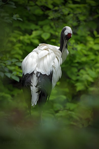 Jeřáb mandžuský (Grus japonensis), Jeřáb mandžuský (Grus japonensis) Red-crowned Crane, Autor: Ondřej Prosický | NaturePhoto.cz, Model: Canon EOS 5D Mark II, Objektiv: Canon EF 500mm f/4 L IS USM, Ohnisková vzdálenost (EQ35mm): 500 mm, stativ Gitzo, Clona: 6.3, Doba expozice: 1/200 s, ISO: 800, Kompenzace expozice: -1/3, Blesk: Ne, Vytvořeno: 30. července 2011 12:38:51, ZOO Zlín (Česko)