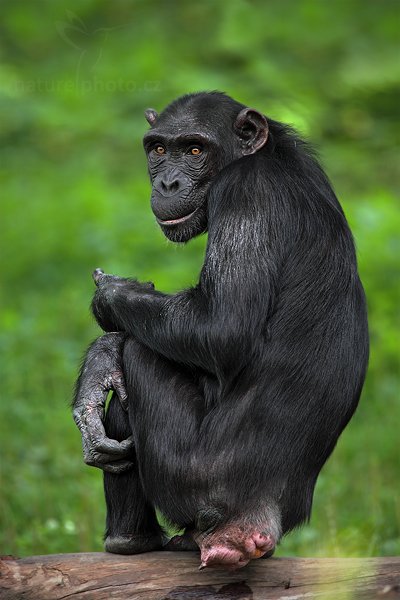 Šimpanz učenlivý (Pan troglodytes), Šimpanz učenlivý (Pan troglodytes) Chimpanzee, Autor: Ondřej Prosický | NaturePhoto.cz, Model: Canon EOS 5D Mark II, Objektiv: Canon EF 500mm f/4 L IS USM, Ohnisková vzdálenost (EQ35mm): 700 mm, stativ Gitzo, Clona: 5.6, Doba expozice: 1/320 s, ISO: 400, Kompenzace expozice: -1, Blesk: Ne, Vytvořeno: 23. července 2011 12:17:25, ZOO Plzeň (Česko) 