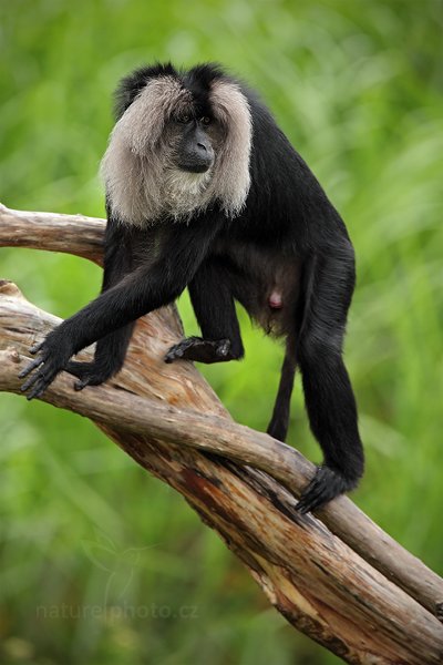 Makak lví (Macaca silenus), Makak lví (Macaca silenus), Lion-tailed Macaque, Autor: Ondřej Prosický | NaturePhoto.cz, Model: Canon EOS 5D Mark II, Objektiv: Canon EF 500mm f/4 L IS USM, Ohnisková vzdálenost (EQ35mm): 700 mm, stativ Gitzo, Clona: 6.3, Doba expozice: 1/250 s, ISO: 500, Kompenzace expozice: -1/3, Blesk: Ne, Vytvořeno: 4. července 2011 10:34:14, ZOO Plzeň (Česko) 