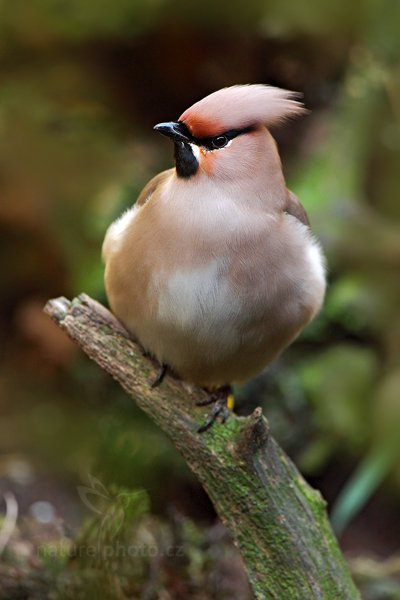 Brkoslav severní (Bombycilla garrulus), Brkoslav severní (Bombycilla garrulus) Waxwing, Autor: Ondřej Prosický | NaturePhoto.cz, Model: Canon EOS 5D Mark II, Objektiv: Canon EF 500mm f/4 L IS USM, Ohnisková vzdálenost (EQ35mm): 700 mm, stativ Gitzo, Clona: 7.1, Doba expozice: 1/125 s, ISO: 1600, Kompenzace expozice: -1/3, Blesk: Ne, Vytvořeno: 23. července 2011 10:00:20, ZOO Plzeň (Česko)