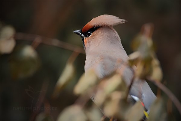 Brkoslav severní (Bombycilla garrulus), Brkoslav severní (Bombycilla garrulus) Waxwing, Autor: Ondřej Prosický | NaturePhoto.cz, Model: Canon EOS 5D Mark II, Objektiv: Canon EF 500mm f/4 L IS USM, Ohnisková vzdálenost (EQ35mm): 700 mm, stativ Gitzo, Clona: 6.3, Doba expozice: 1/320 s, ISO: 1600, Kompenzace expozice: 0, Blesk: Ne, Vytvořeno: 23. července 2011 10:16:24, ZOO Plzeň (Česko) 