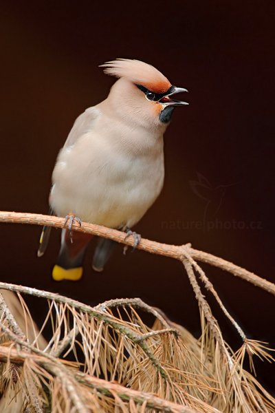 Brkoslav severní (Bombycilla garrulus), Brkoslav severní (Bombycilla garrulus) Waxwing, Autor: Ondřej Prosický | NaturePhoto.cz, Model: Canon EOS 5D Mark II, Objektiv: Canon EF 500mm f/4 L IS USM, Ohnisková vzdálenost (EQ35mm): 700 mm, stativ Gitzo, Clona: 5.6, Doba expozice: 1/125 s, ISO: 1600, Kompenzace expozice: 0, Blesk: Ne, Vytvořeno: 23. července 2011 10:26:01, ZOO Plzeň (Česko) 