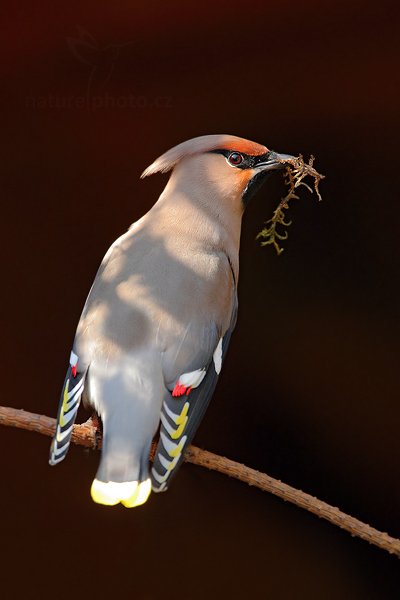 Brkoslav severní (Bombycilla garrulus), Brkoslav severní (Bombycilla garrulus) Waxwing, Autor: Ondřej Prosický | NaturePhoto.cz, Model: Canon EOS 5D Mark II, Objektiv: Canon EF 500mm f/4 L IS USM, Ohnisková vzdálenost (EQ35mm): 700 mm, stativ Gitzo, Clona: 5.6, Doba expozice: 1/320 s, ISO: 1600, Kompenzace expozice: -1/3, Blesk: Ne, Vytvořeno: 23. července 2011 10:04:55, ZOO Plzeň (Česko) 